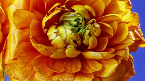 Ranunkel (asiatischer Hasenfuss)