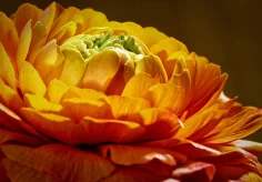 Orange Ranunkel