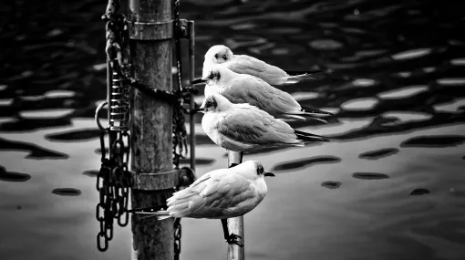 In Opposition