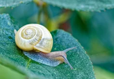Schnecke auf Rosenblatt