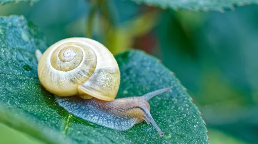 Schnecke auf Rosenblatt
