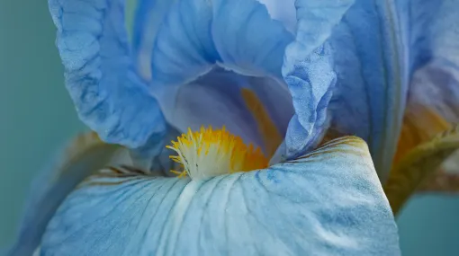 Schwertlilie blau