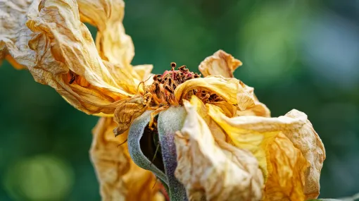 Das Ende einer Rose