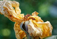 Das Ende einer Rose