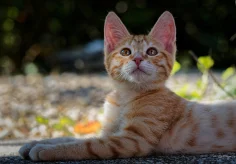 Der junge Simba II