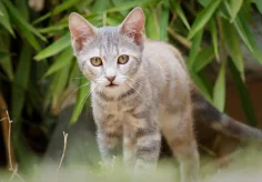 Junge Katze