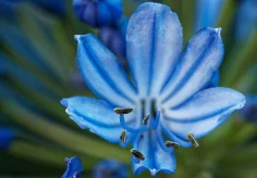 Blüte eines Zierlauchs