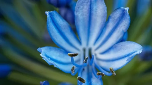 Blüte eines Zierlauchs