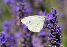 Schmetterling auf Lavendel