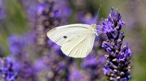 Schmetterling auf Lavendel
