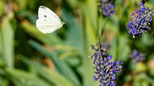 Schmetterling im Landeanflug