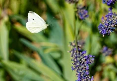 Schmetterling im Landeanflug