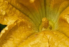 Zucchiniblüte