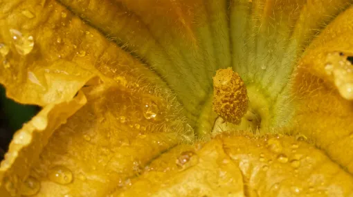 Zucchiniblüte