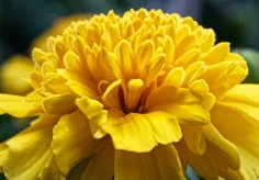 Tagetes