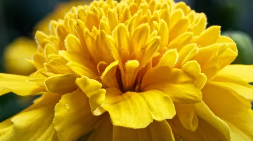 Tagetes