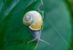 Schnecke will den Wassertropfen