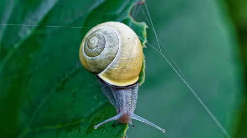 Schnecke will den Wassertropfen