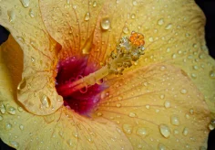 Hibiskusblüte