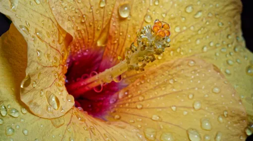 Hibiskusblüte