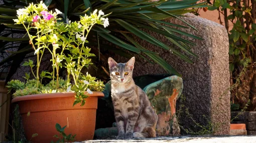 Queen Minka