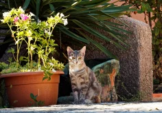 Queen Minka