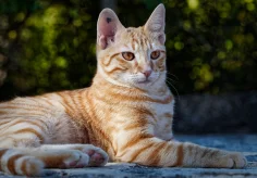 König der Katzen
