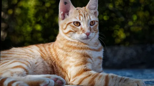 König der Katzen