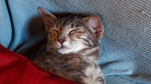 MInka unter der Decke