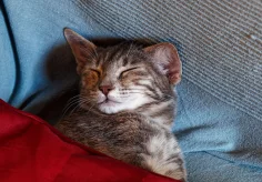 MInka unter der Decke
