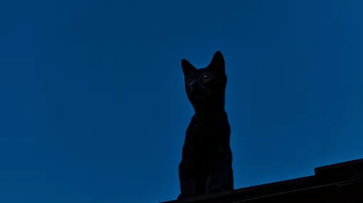 Nachtkatze