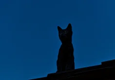 Nachtkatze