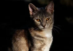 Minka
