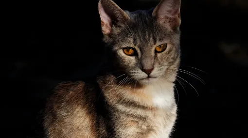 Minka