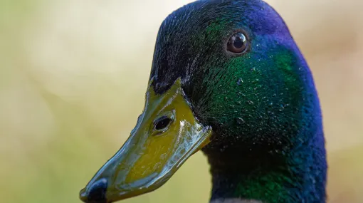 Sir Duck (Stockente)