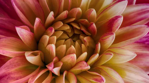 Rosa Dalie