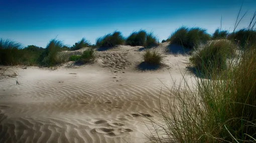 In  den Dünen