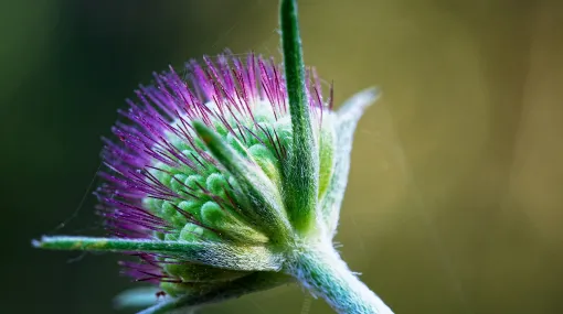 Unbekannte Blüte