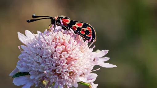 Bergkronwicken-Widderchen (Zygaena fausta)