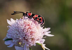 Bergkronwicken-Widderchen (Zygaena fausta)