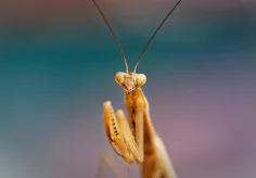 Mantis II