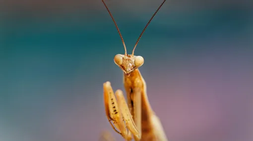 Mantis II