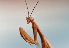 Mantis I