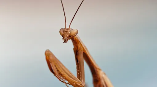 Mantis I