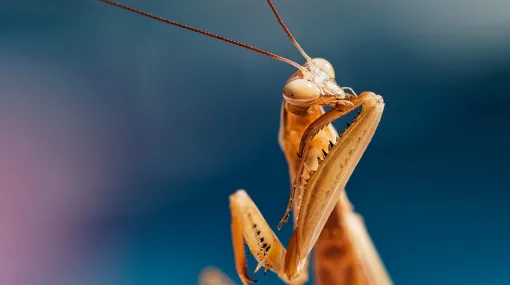 Mantis Körperpflege