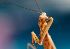 Mantis Körperpflege