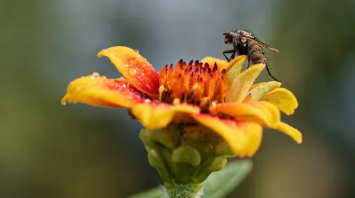 Fliege auf Zinnie