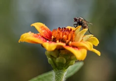 Fliege auf Zinnie