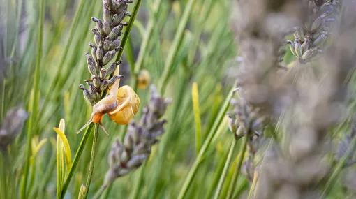 Schnecke an verblühtem Lavendel
