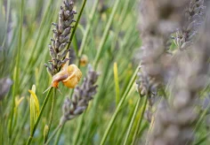 Schnecke an verblühtem Lavendel